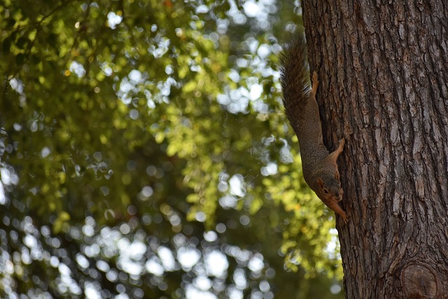 术特点的分 术特点的分